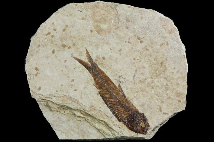 Fossil Fish (Knightia) With Floating Frame Case #181678